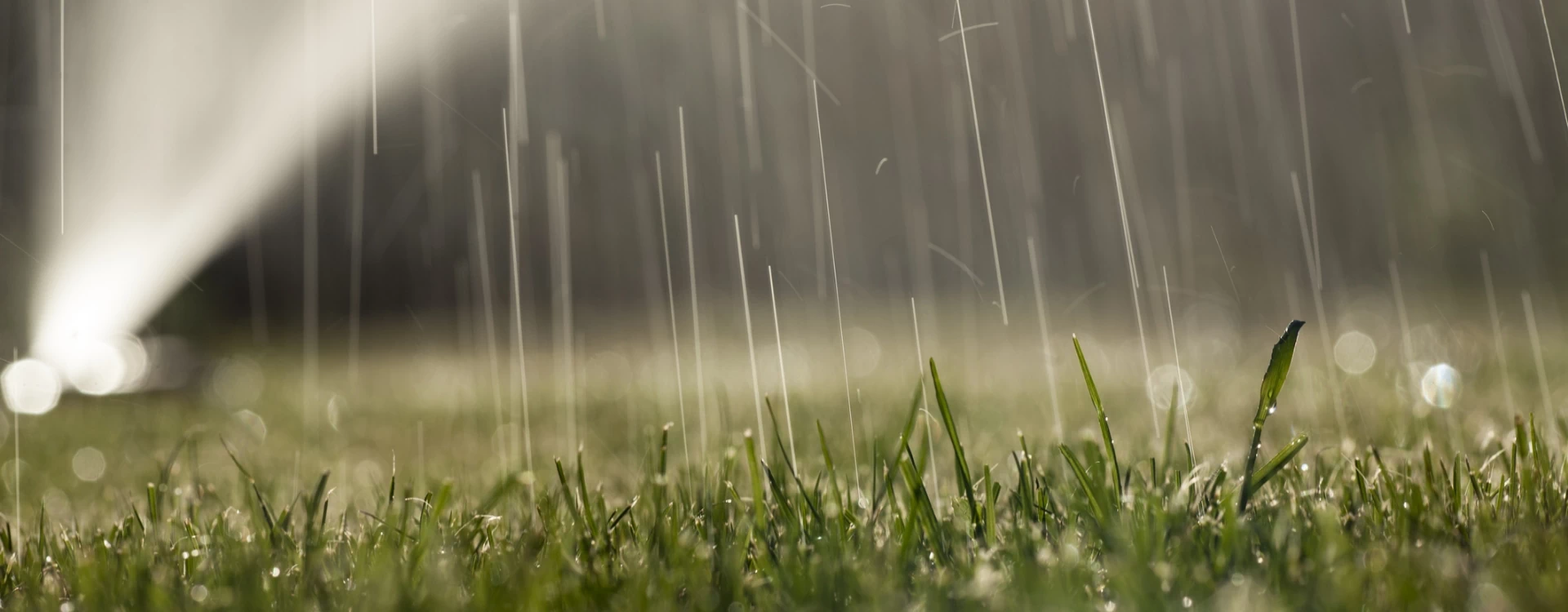 deszcz padający na trawnik
